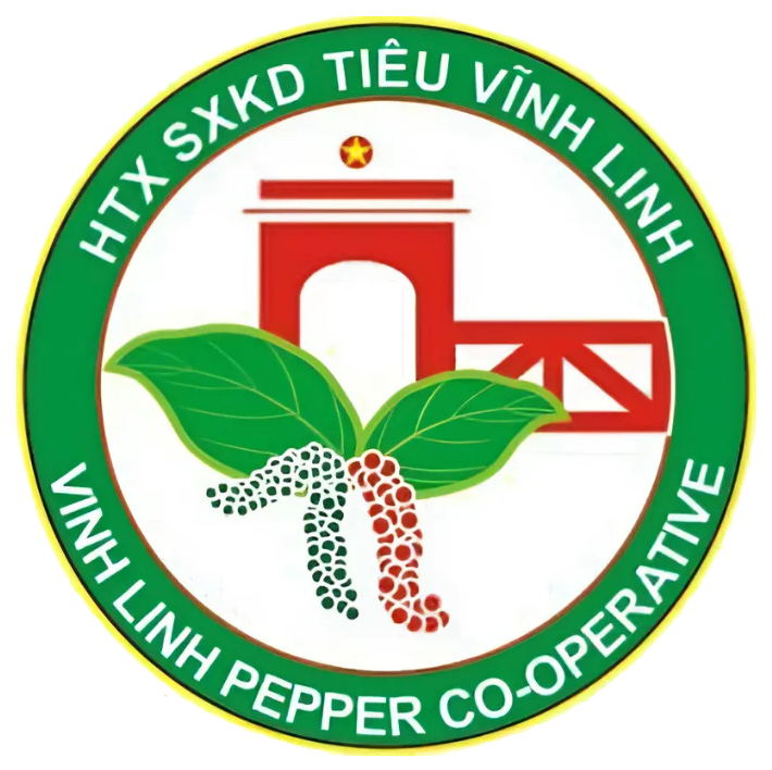 HTX SXKD Hồ Tiêu Vĩnh Linh